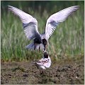 313_whiskered_tern