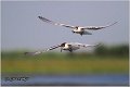 314_whiskered_tern