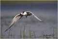 317_whiskered_tern