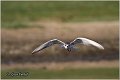 318_whiskered_tern