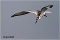 319_whiskered_tern