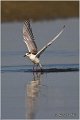 321_whiskered_tern