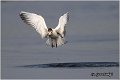 322_whiskered_tern