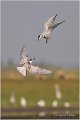 323_whiskered_tern