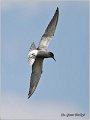 350_black_tern