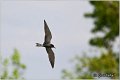 351_black_tern