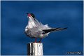 400_common_tern