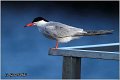 401_common_tern