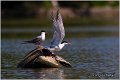 404_common_tern