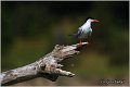 406_common_tern