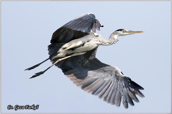 001_grey_heron.jpg - Grey Heron,  Ardea cinerea, Siva èaplja.  Mesto - Location: Koviljski rit Vojvodina Serbia