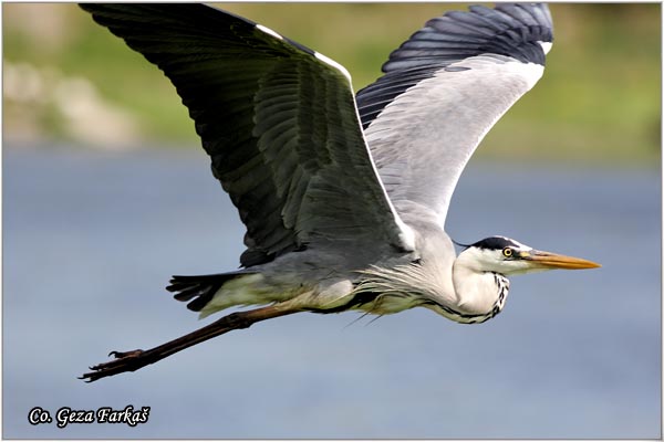 002_grey_heron.jpg - Grey Heron,  Ardea cinerea, Siva èaplja.  Mesto - Location: Koviljski rit Vojvodina Serbia