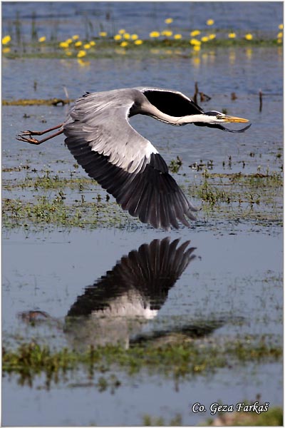 003_grey_heron.jpg - Grey Heron,  Ardea cinerea, Siva èaplja.  Mesto - Location: Koviljski rit, Vojvodina, Serbia