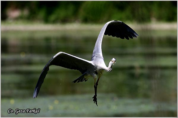 004_grey_heron.jpg - Grey Heron,  Ardea cinerea, Siva èaplja.  Mesto - Location: Koviljski rit Vojvodina Serbia