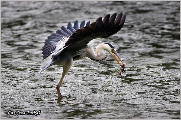 005_grey_heron.jpg - Grey Heron,  Ardea cinerea, Siva èaplja.  Mesto - Location: Dunavac near Novi Sad, Vojvodina Serbia