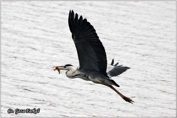 006_grey_heron.jpg - Grey Heron,  Ardea cinerea, Siva èaplja.  Mesto - Location: Begeèka jama, Vojvodina Serbia