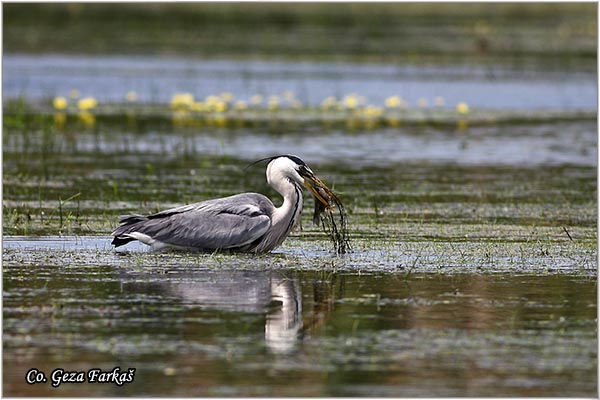 007_grey_heron.jpg - Grey Heron,  Ardea cinerea, Siva èaplja.  Mesto - Location: Koviljski rit, Vojvodina Serbia