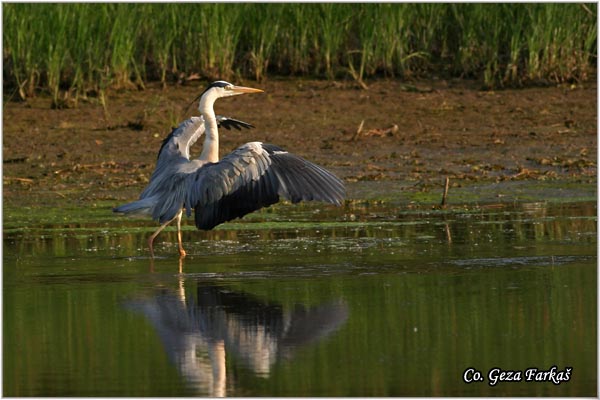 008_grey_heron.jpg - Grey Heron,  Ardea cinerea, Siva èaplja.  Mesto - Location: Dunavac near Novi Sad, Vojvodina, Serbia