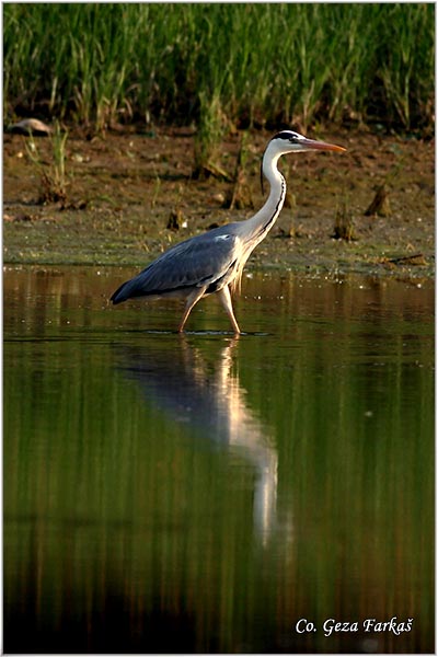 009_grey_heron.jpg - Grey Heron,  Ardea cinerea, Siva èaplja.  Mesto - Location: Dunavac near Novi Sad, Vojvodina, Serbia