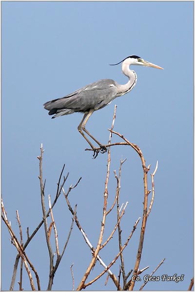 010_grey_heron.jpg - Grey Heron,  Ardea cinerea, Siva èaplja.  Mesto - Location: Beèej ribnjak, Vojvodina, Serbia