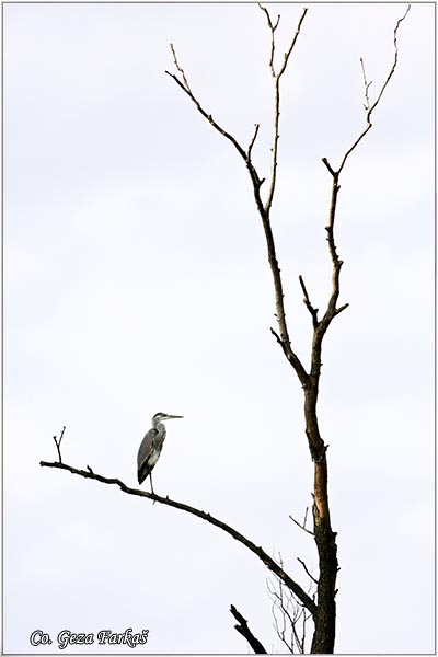 011_grey_heron.jpg - Grey Heron,  Ardea cinerea, Siva èaplja.  Mesto - Location: Koviljski rit, Vojvodina, Serbia