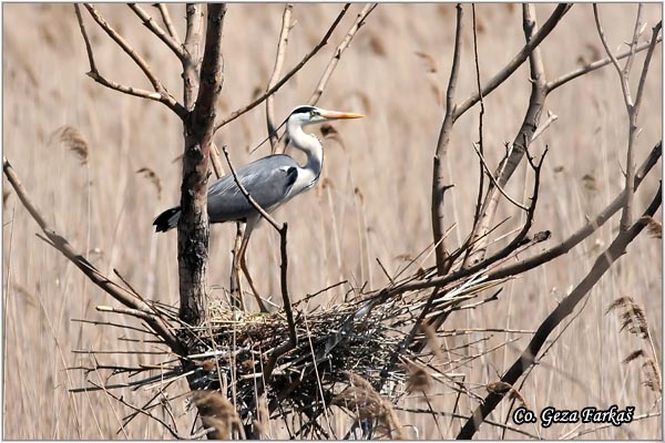 012_grey_heron.jpg - Grey Heron,  Ardea cinerea, Siva èaplja.  Mesto - Location: Beèej ribnjak, Vojvodina, Serbia