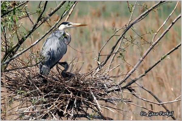 013_grey_heron.jpg - Grey Heron,  Ardea cinerea, Siva èaplja.  Mesto - Location: Beèej ribnjak, Vojvodina, Serbia