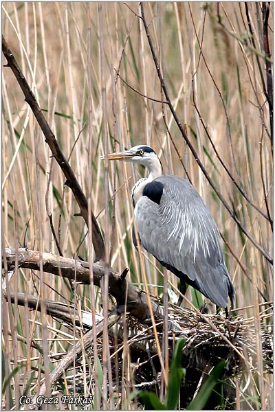 014_grey_heron.jpg - Grey Heron,  Ardea cinerea, Siva èaplja.  Mesto - Location: Koviljski rit, Vojvodina, Serbia