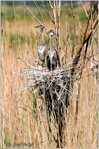 015_grey_heron.jpg - Grey Heron,  Ardea cinerea, Siva èaplja.  Mesto - Location: Beèej ribnjak, Vojvodina, Serbia