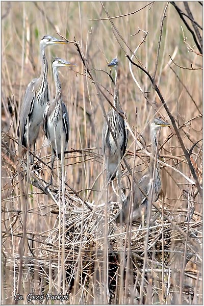 017_grey_heron.jpg - Grey Heron,  Ardea cinerea, Siva èaplja.  Mesto - Location: Beèej ribnjak, Vojvodina, Serbia