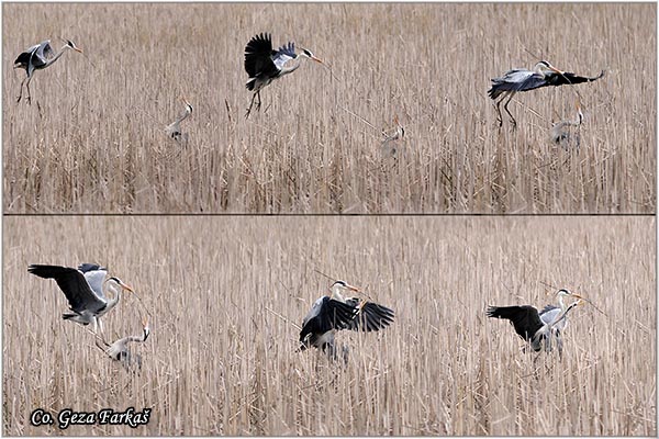 019_grey_heron.jpg - Grey Heron,  Ardea cinerea, Siva èaplja.  Mesto - Location: Beèej ribnjak, Vojvodina, Serbia