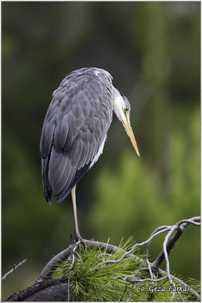 020_grey_heron.jpg - Grey Heron,  Ardea cinerea, Siva caplja.  Mesto -  Location: Skhiatos, Greece