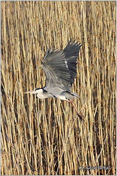 021_grey_heron.jpg - Grey Heron,  Ardea cinerea, Siva caplja.  Mesto -  Location: Koviljski rit, Serbia