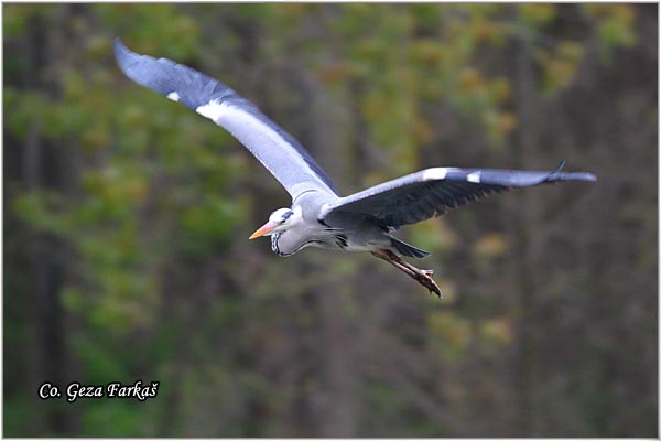 022_grey_heron.jpg - Grey Heron, Ardea cinerea, Siva caplja.  Mesto -  Location: Ivanovo, Serbia