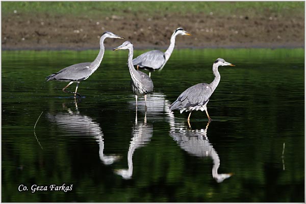 023_grey_heron.jpg - Grey Heron,  Ardea cinerea, Siva caplja.  Mesto - Location: Gornje podunavlje, Vojvodina, Serbia