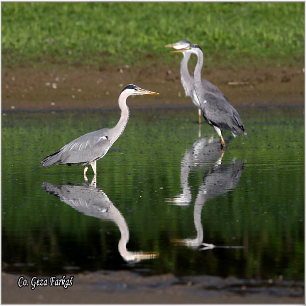 024_grey_heron.jpg - Grey Heron,  Ardea cinerea, Siva caplja.  Mesto - Location: Gornje podunavlje, Vojvodina, Serbia