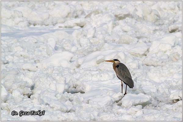 025_grey_heron.jpg - Grey Heron,  Ardea cinerea, Siva caplja.  Mesto - Location:  Novi Sad, Vojvodina, Serbia