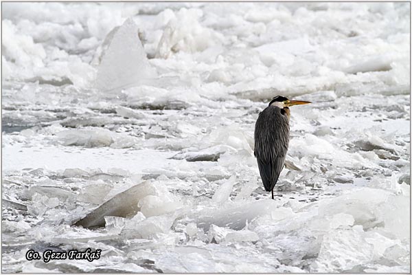 026_grey_heron.jpg - Grey Heron,  Ardea cinerea, Siva caplja.  Mesto - Location:  Novi Sad, Vojvodina, Serbia