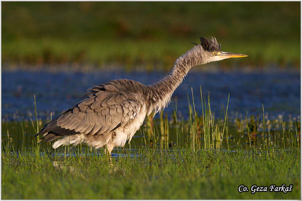 027_grey_heron.jpg - Grey Heron,  Ardea cinerea, Siva èaplja.  Mesto - Location: Koviljski rit, Vojvodina, Serbia