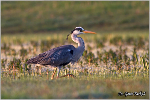 028_grey_heron.jpg - Grey Heron,  Ardea cinerea, Siva èaplja.  Mesto - Location: Koviljski rit, Vojvodina, Serbia