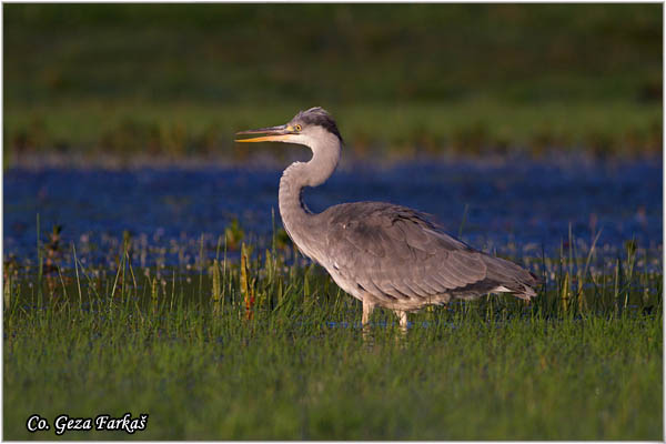 029_grey_heron.jpg - Grey Heron,  Ardea cinerea, Siva èaplja.  Mesto - Location: Koviljski rit, Vojvodina, Serbia