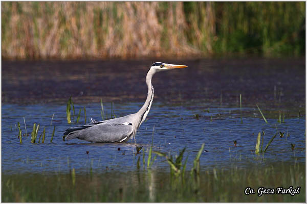 030_grey_heron.jpg - Grey Heron,  Ardea cinerea, Siva èaplja.  Mesto - Location: Koviljski rit, Vojvodina, Serbia