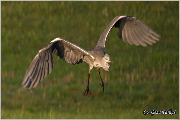 031_grey_heron.jpg - Grey Heron,  Ardea cinerea, Siva èaplja.  Mesto - Location: Koviljski rit, Vojvodina, Serbia