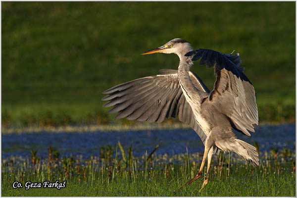 032_grey_heron.jpg - Grey Heron,  Ardea cinerea, Siva èaplja.  Mesto - Location: Koviljski rit, Vojvodina, Serbia