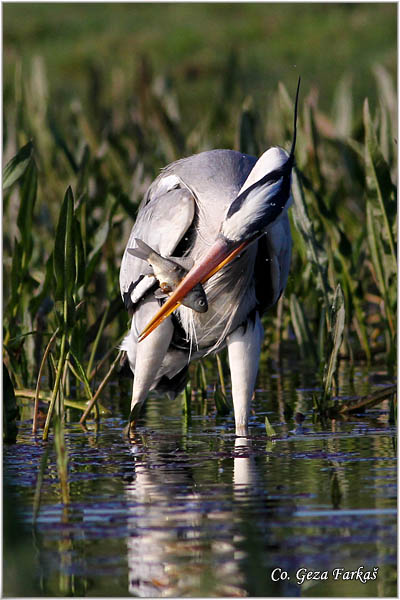 033_grey_heron.jpg - Grey Heron,  Ardea cinerea, Siva èaplja.  Mesto - Location: Koviljski rit, Vojvodina, Serbia