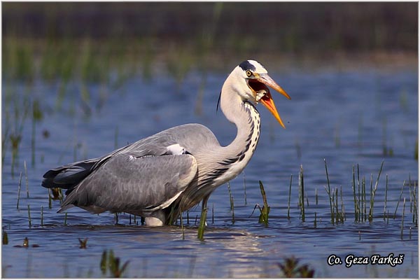 034_grey_heron.jpg - Grey Heron,  Ardea cinerea, Siva èaplja.  Mesto - Location: Koviljski rit, Vojvodina, Serbia