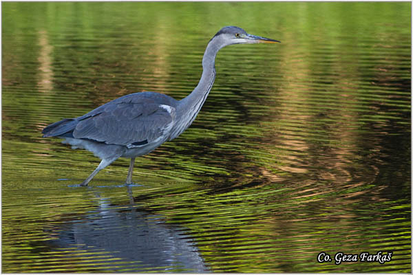 035_grey_heron.jpg - Grey Heron,  Ardea cinerea, Siva èaplja.  Mesto - Location: Koviljski rit, Vojvodina, Serbia