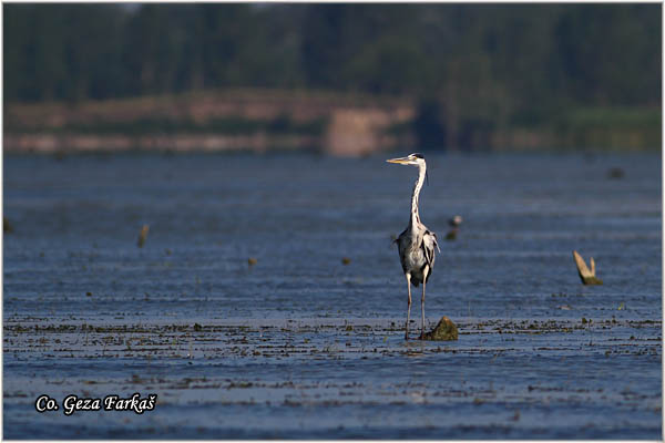 036_grey_heron.jpg - Grey Heron,  Ardea cinerea, Siva èaplja.  Mesto - Location: Koviljski rit, Vojvodina, Serbia