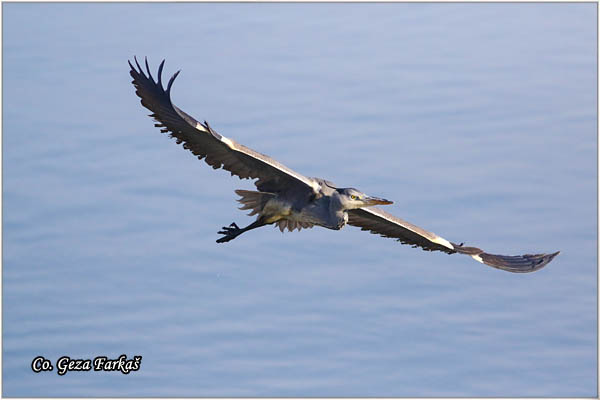 038_grey_heron.jpg - Grey Heron,  Ardea cinerea, Siva èaplja.  Mesto - Location: Koviljski rit, Vojvodina, Serbia