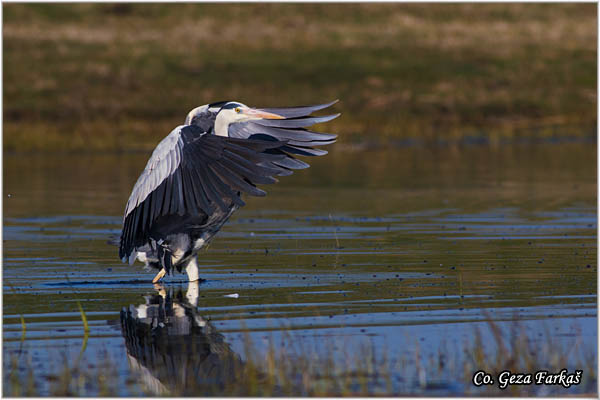039_grey_heron.jpg - Grey Heron,  Ardea cinerea, Siva èaplja.  Mesto - Location: Koviljski rit, Vojvodina, Serbia